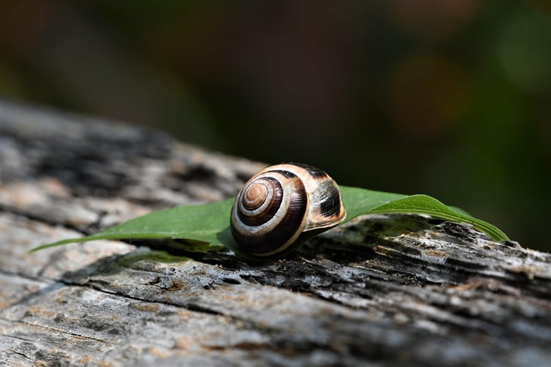 Nature-inspired Art